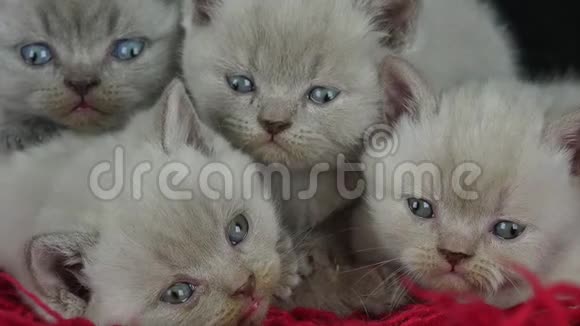 英国小猫睡在一条红色蓬松的毯子上视频的预览图
