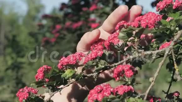 女人的手用盛开的红花轻轻地抚摸着树枝视频的预览图