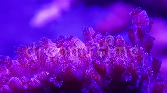 长有息肉的蛇形珊瑚视频的预览图