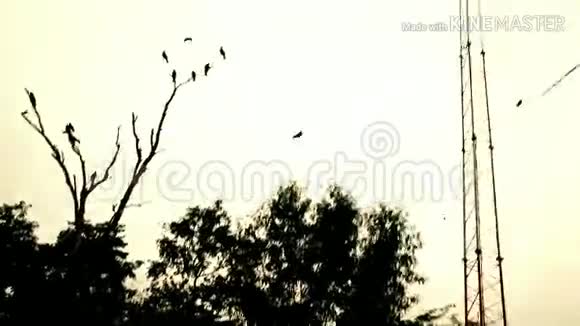 这是天空中飞翔的乌鸦视频的预览图