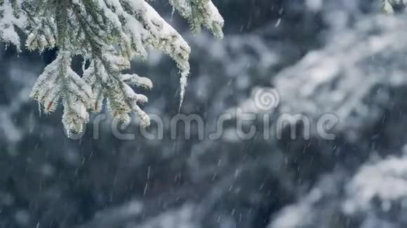 新雪落在背景树上视频的预览图