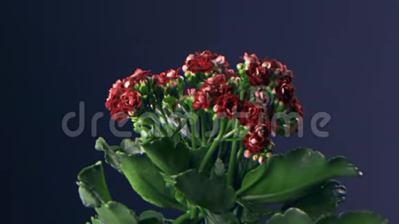 蓝色背景上一朵美丽的红花的特写库存录像房间里美丽的红花视频的预览图