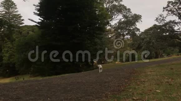 在公园的一条小路上一只毛茸茸的小狗走得很快视频的预览图