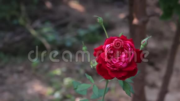 玫瑰花开着花并复制空间片段视频的预览图