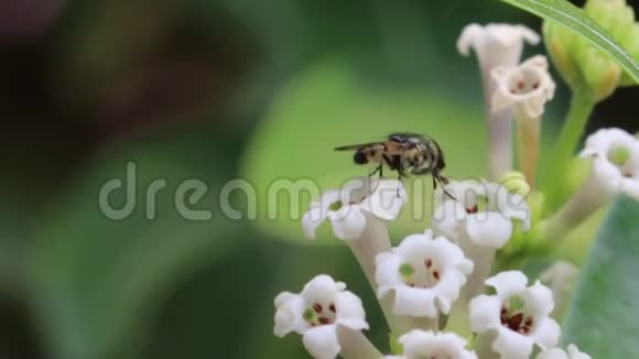 白花蜂蜂花蜜蜂视频的预览图
