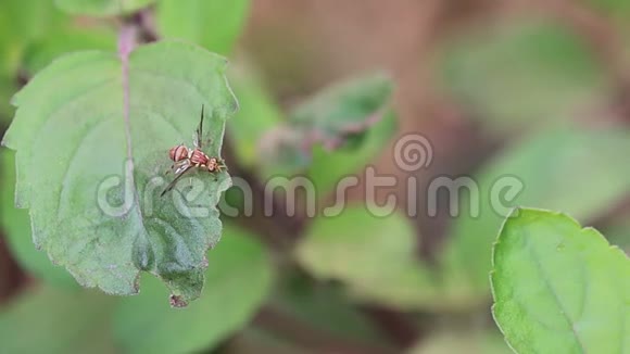 将花粉花蜜吸在茄子叶上关闭视频的预览图