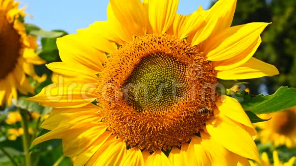 蜜蜂在盛开的向日葵上收集花粉视频的预览图