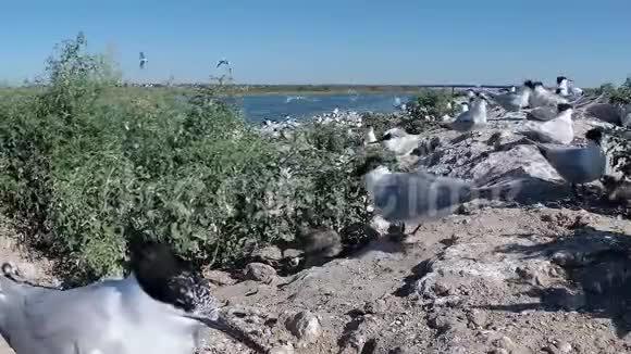 桑地三明治沙岛上一大群燕鸥中的幼鸟飞翔的声音和叫声视频的预览图