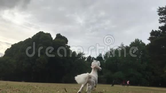 一只白色毛茸茸的小狗跑过田野视频的预览图