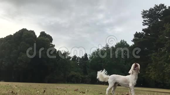 一只白色毛茸茸的小狗跑过田野视频的预览图