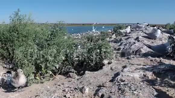 桑地三明治沙岛上一大群燕鸥中的幼鸟飞翔的声音和叫声视频的预览图
