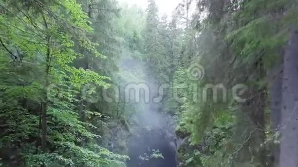 在茂密的绿色夏林中雾峡美丽的薄雾晨景库存录像混合森林和视频的预览图