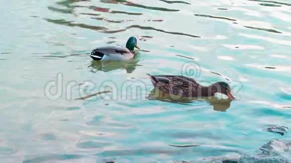 慢动作三个绿头鸭鸭嘴兽在池塘里游鸭子视频的预览图