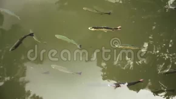 绿色池塘里的一坨棕色的鳟鱼视频的预览图