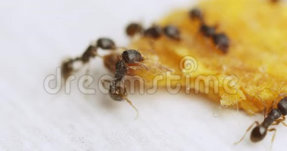 小蚂蚁发现了大量的食物片段视频的预览图
