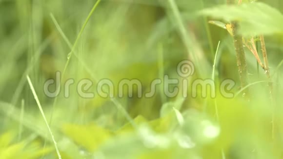 花景与一个细茎灌木在模糊的绿草背景库存录像关闭生长的植物视频的预览图