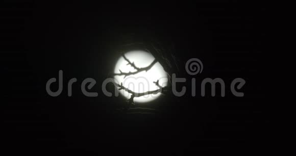 被风吹动的树枝剪影在漆黑的夜空中伴随着月亮视频的预览图