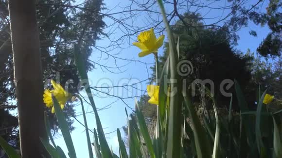 黄色水仙花春天花园里盛开的花自然背景美丽的野生水仙花视频的预览图