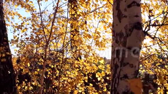 温暖的秋景在一片森林中阳光透过薄雾和树木投射出美丽的光芒照相机视频的预览图
