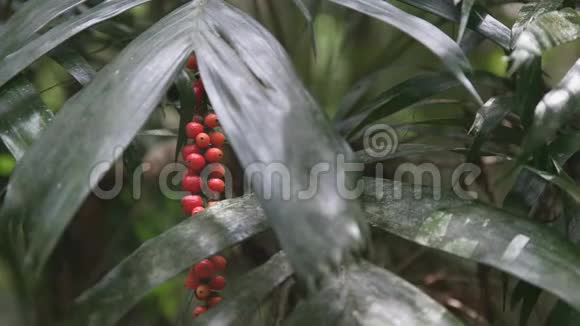 昆士兰州拉明顿国家公园棕榈上成熟的红色水果视频的预览图