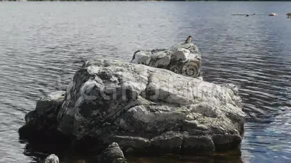 塔斯马尼亚州摇篮山鸽子湖的岩石上的燕子视频的预览图
