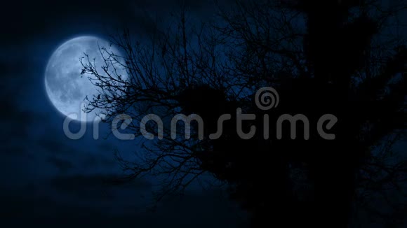 夜深人静的老树上有月亮视频的预览图