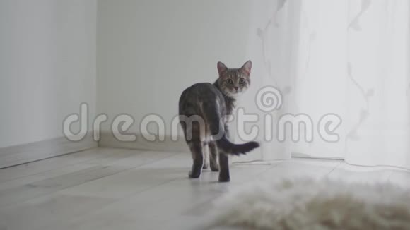 客厅里那只毛茸茸的小猫的特写镜头视频的预览图