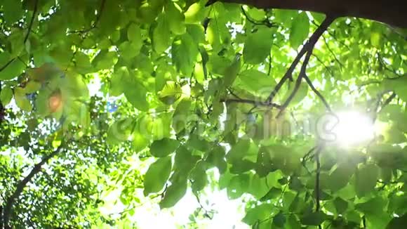 阳光明媚透过胡桃树的叶子和树枝晴天有花园自然背景视频的预览图