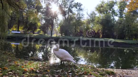 池边绿草上三只天鹅刷羽毛黎明和太阳光线创造了纯洁和美丽的概念麦克尔视频的预览图