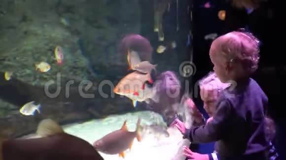 小女孩和她弟弟在大型水族馆里看鱼视频的预览图