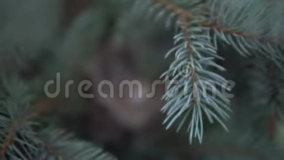 鸟窝里有鸡蛋巢位于云杉的树枝上视频的预览图
