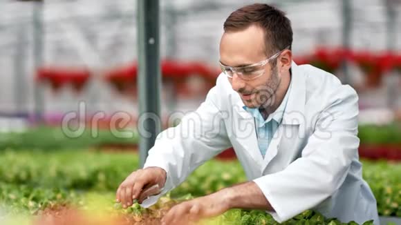 微笑专业农业科学家将肥料从玻璃管倒入有机植物视频的预览图