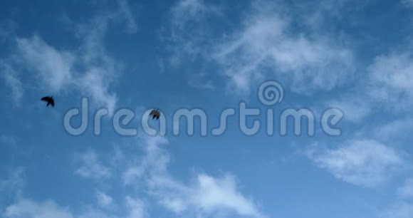 冬天乌鸦在蓝天上飞翔视频的预览图