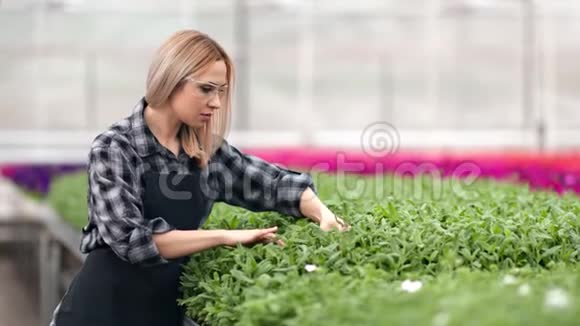 女农业工人拿着绿叶看植物品质检查生长中针视频的预览图