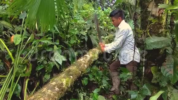 土著男子在亚马逊砍树视频的预览图