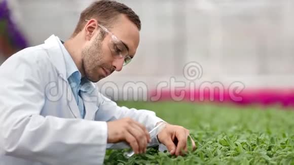 专业农业工程师在绿色植物叶介苗上浇施化肥视频的预览图