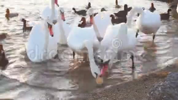 湖上的白色天鹅天鹅是由人喂养的视频的预览图