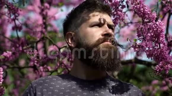 希普斯特喜欢春天靠近紫罗兰花香味概念戴着胡子的人脸上戴着胡子脸上戴着鲜花视频的预览图