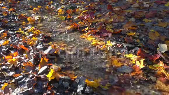 秋叶间流淌着小溪视频的预览图
