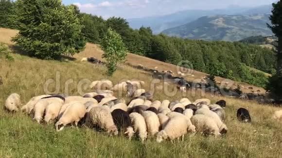 喀尔巴阡山牧场上的羊视频的预览图