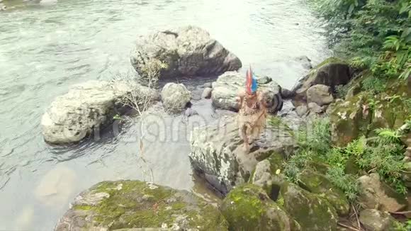 土著战士攀登河流边缘的岩石视频的预览图