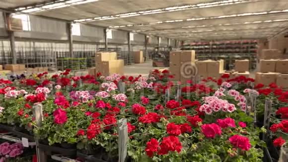 有五颜六色的花的仓库一个大仓库的全景有盛开的花朵仓库上盛开的花朵视频的预览图