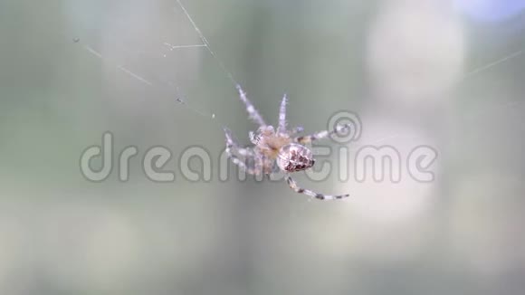 欧洲花园蜘蛛在蛛网上视频的预览图