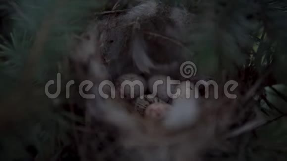鸟窝里有鸡蛋巢位于云杉的树枝上视频的预览图
