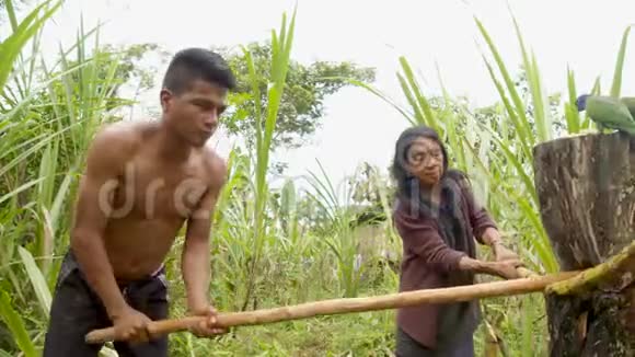 土著人在丛林中生产甘蔗汁视频的预览图