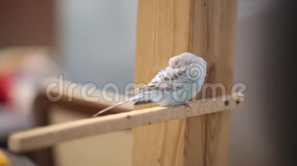 家养宠物蓝芽虫睡在室内的木栖上视频的预览图