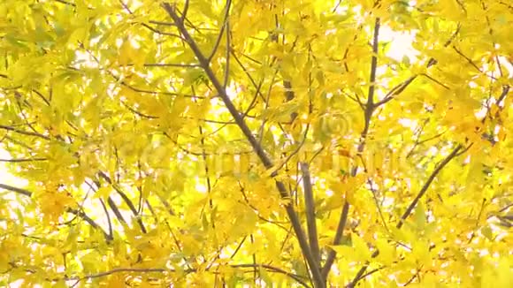 秋天树上的黄色树叶随风摇曳视频的预览图