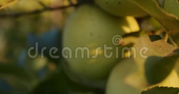 大青苹果从模糊中出来新鲜水果挂在树上4k视频的预览图