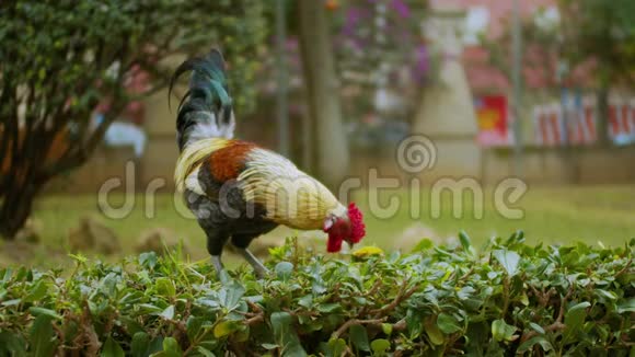 一只色彩鲜艳的雄鸡正在公园里散步视频的预览图