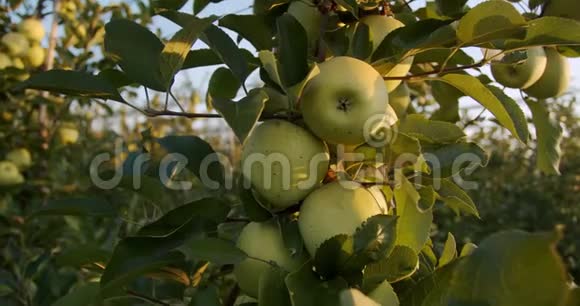 苹果园的一棵树上挂着4k的绿苹果视频的预览图